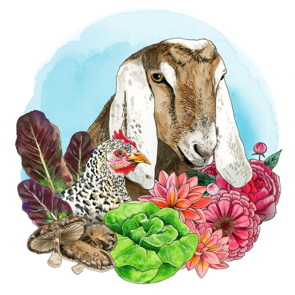 Watercolor and ink illustration of a goat, chicken, flowers, and farm produce