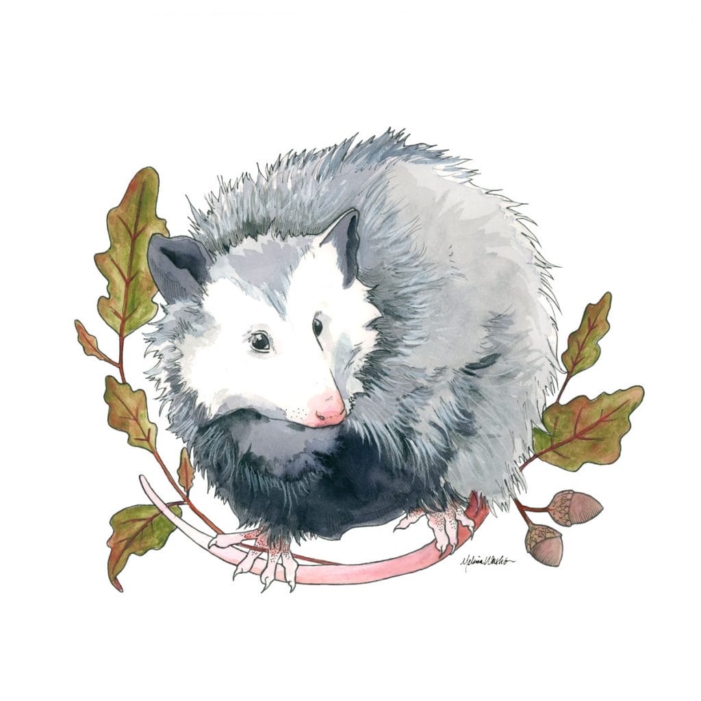 Watercolor and ink illustration of a Virginia opossum with oak leaves